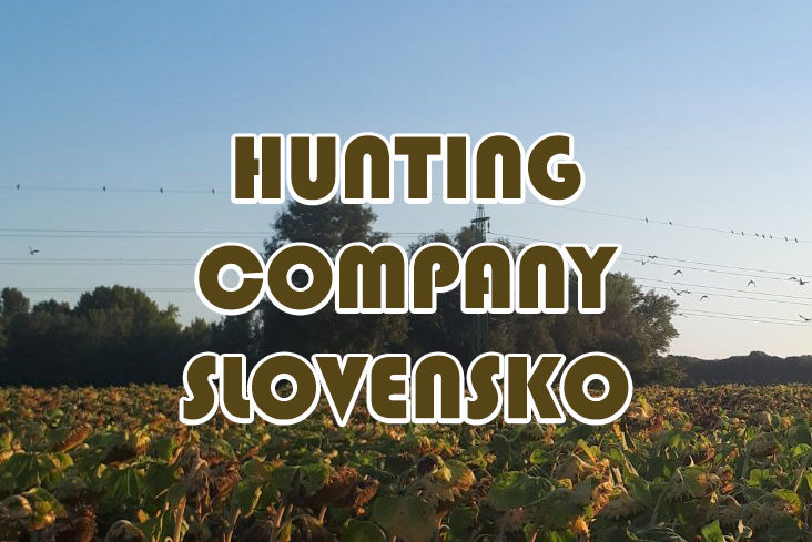 caccia al colombaccio in Ungheria Hunting Company Slovensko