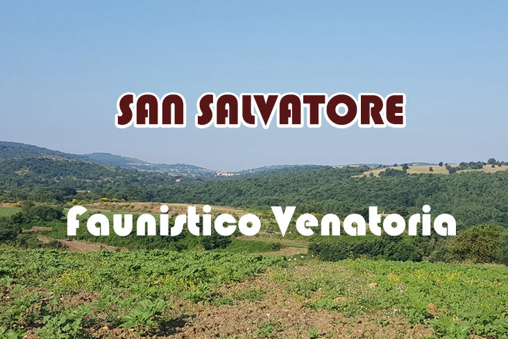 San salvatore caccia nel lazio migratoria quaglia beccaccia colombaccio