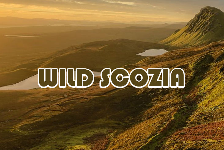 caccia al beccaccino in estonia con wild scozia